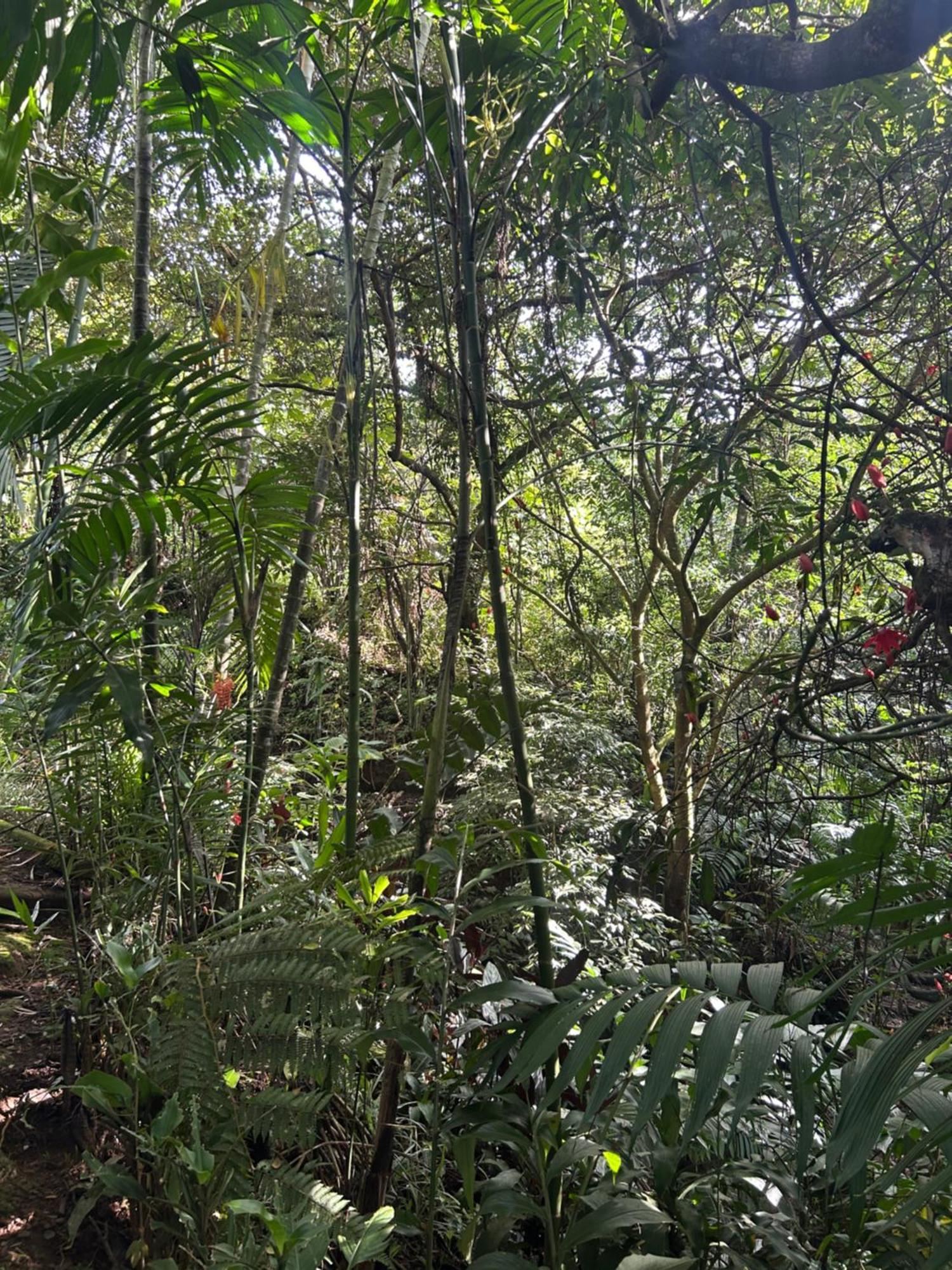 Eco Villas Tambor Tucanes Tambor (Alajuela) Exterior foto